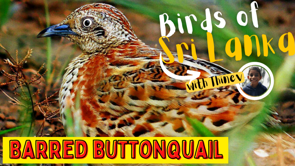 BARRED BUTTONQUAIL | බෝල වටුවා | Common Bustard-Quail – Birds in Sri