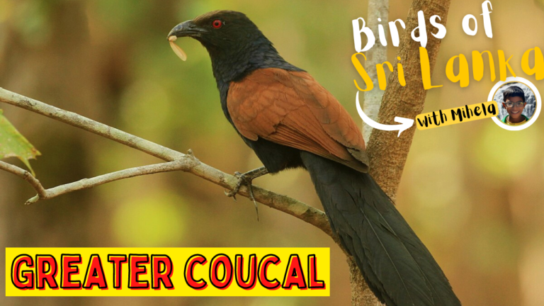 GREATER COUCAL | ඇටි කුකුලා, මහා ඇටි කුකුලා | Common Coucal, Crow ...