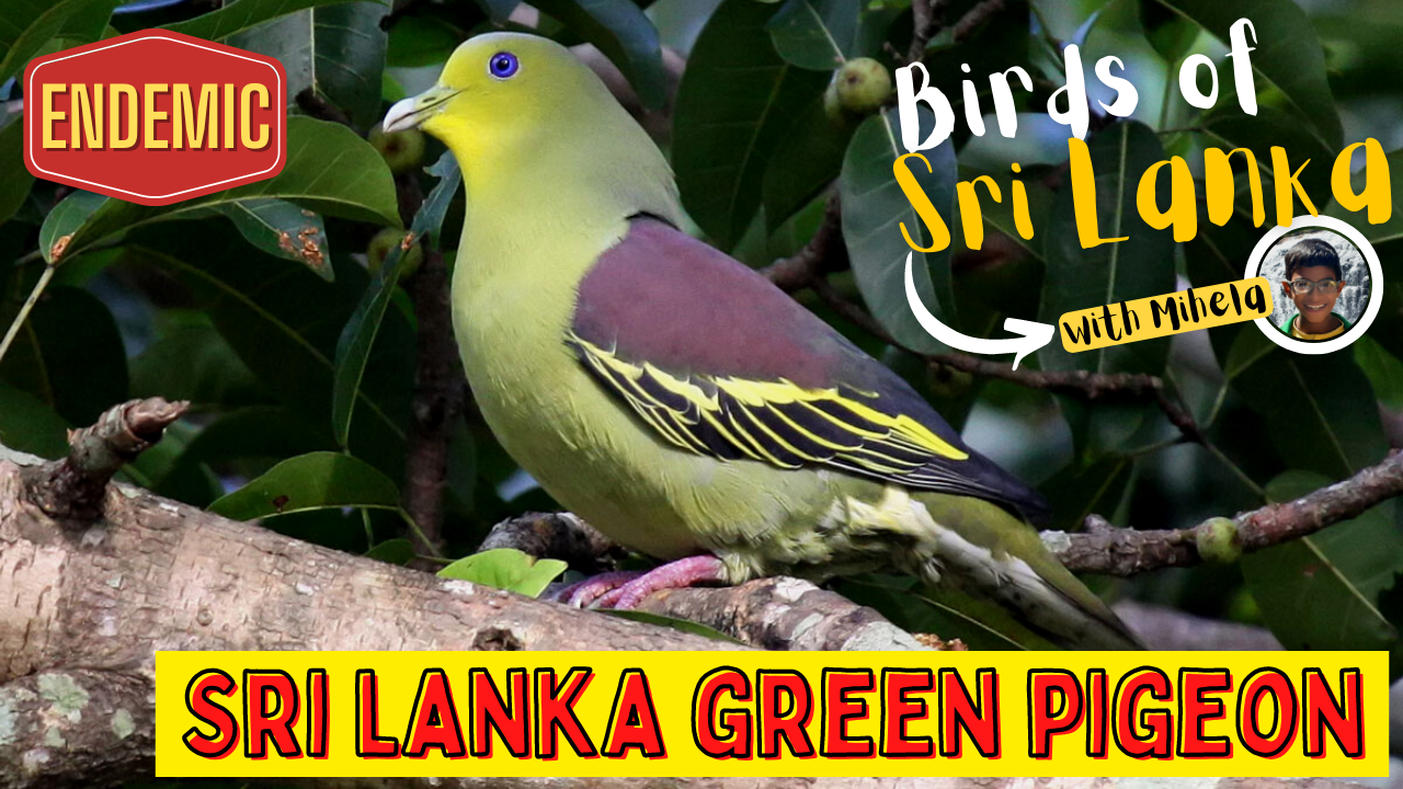 SRI LANKA GREEN PIGEON ශ්‍රී ලංකා බටගොයා Endemic Birds in Sri